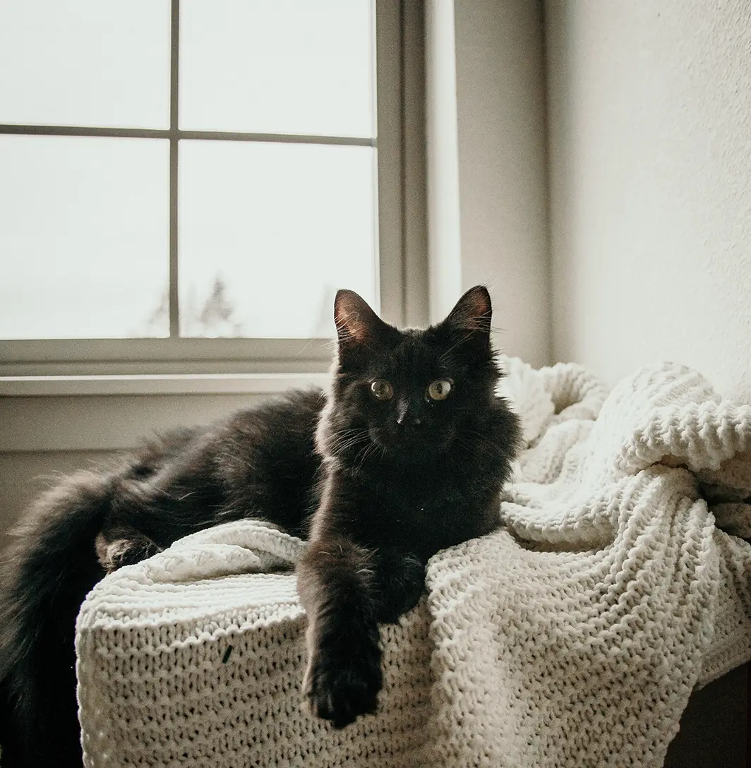 Pets